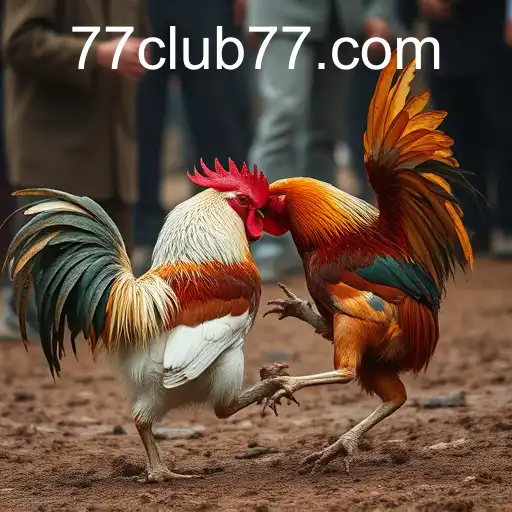 The Complex World of Cockfighting and CLUB77